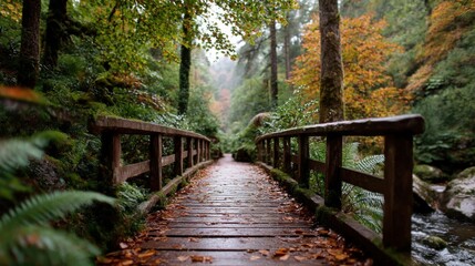 Fototapeta premium Pathway through a serene forest with autumn foliage and a wooden bridge over a stream in the early morning