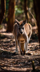 Fototapeta premium Kangaroo Walking Forest Dappled Sunlight