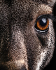 Obraz premium Kangaroos Eyes Extreme Close-up Macro