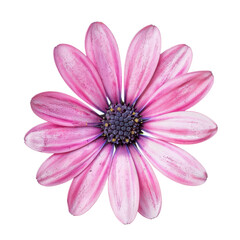 Fototapeta premium Beautiful Pink Flower with Detailed Petals and Yellow Center