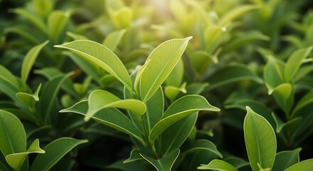 Fototapeta premium Close-up view of lush green leaves.