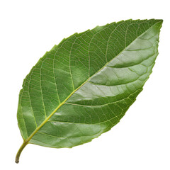 Obraz premium Green Leaf with Detailed Veins and Vibrant Texture Isolated Background