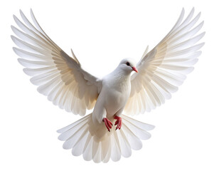 Fototapeta premium White Dove in Mid-Flight with Wings Fully Spread, Isolated on Transparent Background PNG