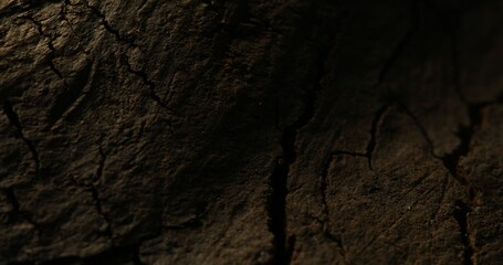 Close-up of dark cracked tree bark with dramatic lighting