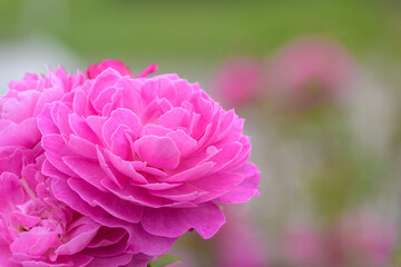 鮮やかに咲くピンク色の薔薇のクローズアップ