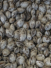 Salted almond nuts in shell closeup background
