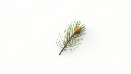Close up of a single pine branch with a small pinecone isolated on a white background