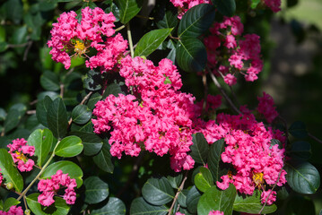 Pink crape myrtle(Lagerstroemia indica cv. Alba)