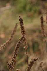 close up of a plant
