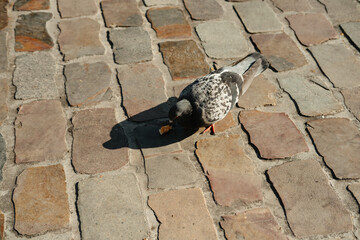 A solitary pigeon is seen scavenging for food on a cobblestone path, beautifully showcasing urban...