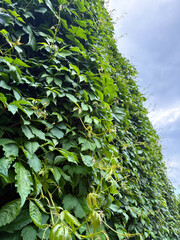 Fresh green ivy covers the wall against the blue sky. Vertical nature background.