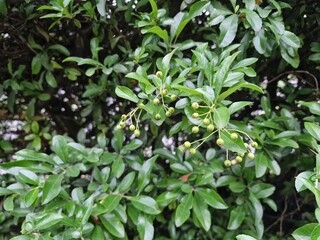 A detailed close-up of lush green shrubbery with small leaves, creating a dense natural texture.