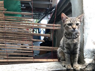 Cute tabby kitten sitting outdoors in natural light