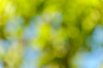 新緑の木々がつくるやわらかなボケ背景