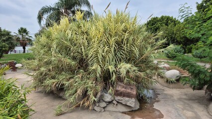 a beutiful plant arundo donax variegata (ariegated Giant Cane) in a park