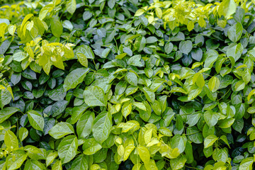 Cat's Claw Creeper Green Vine Foliage