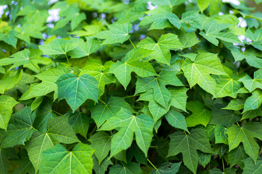 Lush green chaya leaves texture background