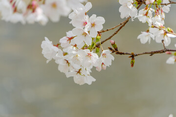 桜の花が咲く川辺の春景色
