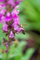 A honeybee gathers nectar from a vibrant purple flower in a sunny garden.