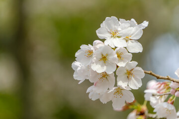満開の桜の花房と春の光