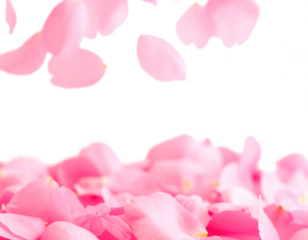 pink petals flying floating clipping cutout path isolated on transparent png