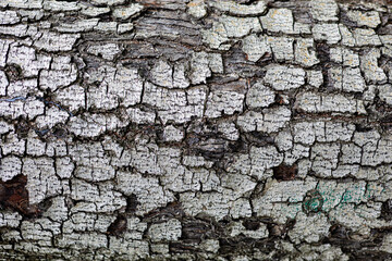 Light gray scaly tree bark texture background