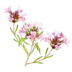 Watercolor drawing of broadleaf thyme, isolated on white background. Botanical hand drawn illustration. Fragrant kitchen herb for herbal tea. Ingredient of mediterranean cuisine.