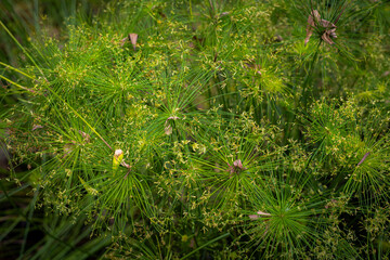 Lush Green Cyperus Papyrus Plant Field