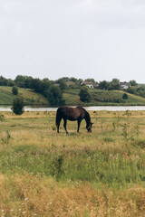 Obraz premium A brown horse grazes peacefully in a lush green field near a tranquil lake, surrounded by gentle hills and a few distant houses.