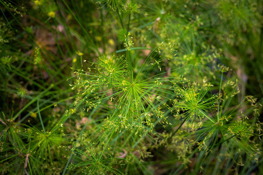 Fresh Green Cyperus Papyrus Plant Close-up