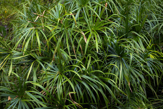 Lush Green Cyperus Alternifolius Plant Close-up