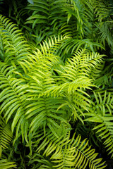 Bright Green Fern Foliage Background