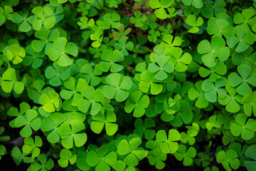 Close-up of a Clover Leaf Patch