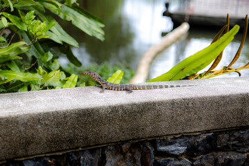 Young Monitor Lizard Resting on a Stone Wall