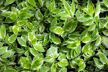 Close-up of a Variegated Pothos Leaf