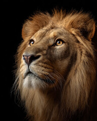 Fototapeta premium Lion Gazing Intensely Close Up Portrait