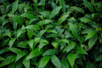 Lush Green Spathiphyllum Plant Leaves Background