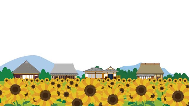 日本の夏のひまわり畑