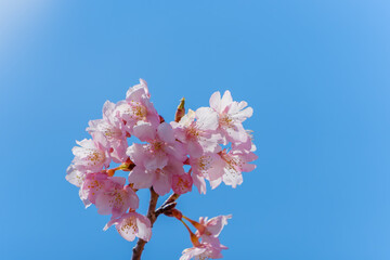 青空に映える満開の桜の花