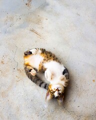 A cute cat lying on its back on a concrete floor, playfully looking at the camera. A fun and...