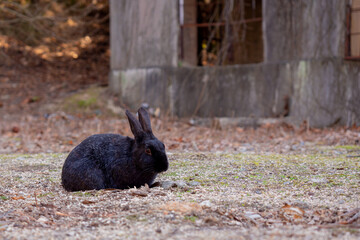 大久野の黒ウサギ