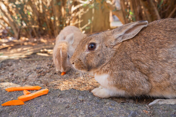 ニンジンを食べる大久野のウサギ