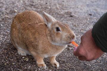 ニンジンを食べる大久野のウサギ