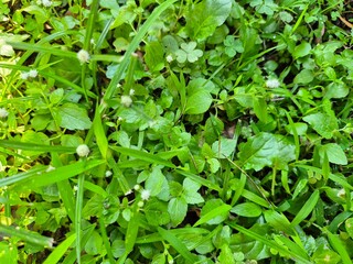 Lush Green Meadow Texture