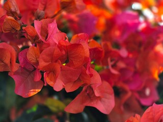 Orange Bougainvillea Flowers at Sunset