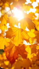 Fototapeta premium Autumn leaves in sunlight (1)