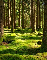 Lush forest floor bathed in sunlight