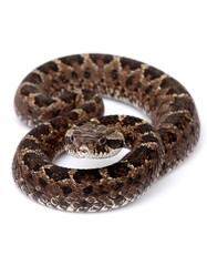 Fototapeta premium Coiled snake, brown and gray scales