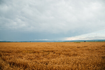 a field of yellow wheat on a summer day