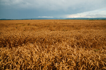 a field of yellow wheat on a summer day